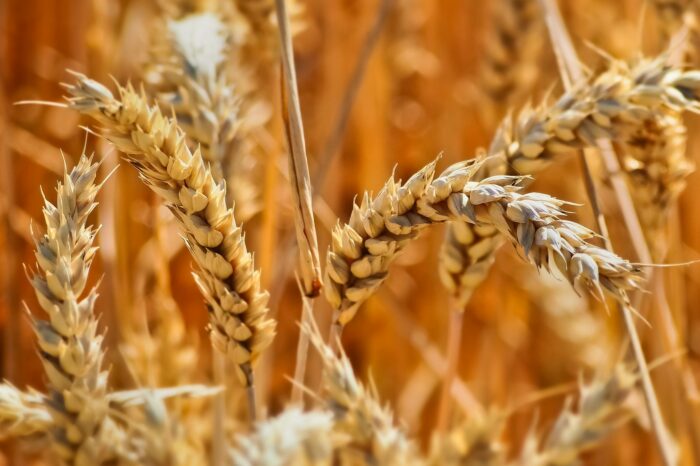 Grain harvest in Ukraine may reach a record level