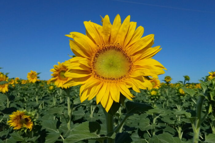 TOP-5 importers of Ukrainian sunflower oil since the beginning of the year were named