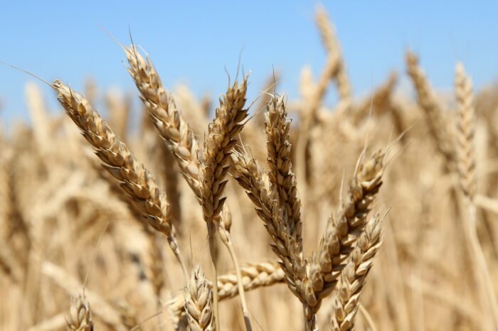 Wheat exports can exceed 24 million tons