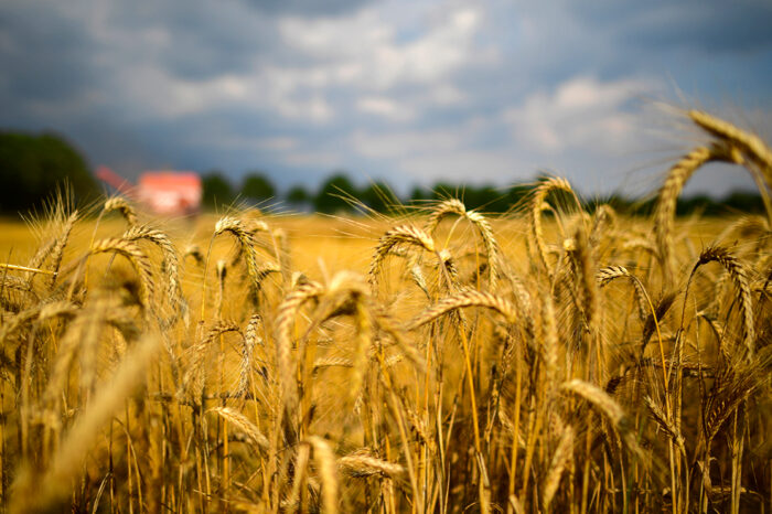 State Food Grain Company of Ukraine can be divided into three companies