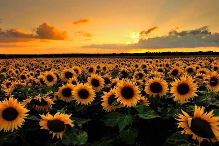 Sunflower has droped in price in Ukrainian ports