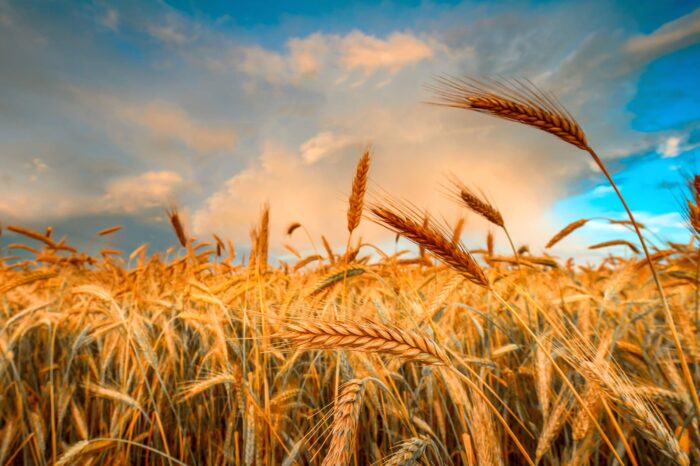 Wheat prices rose again in Ukrainian ports