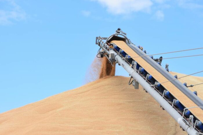 Ukrainian wheat becomes cheaper due to a new variant of COVID-19