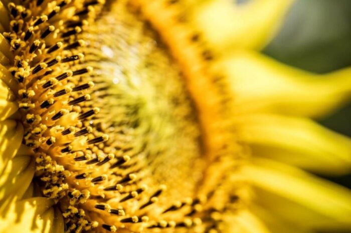 Ukraine will reduce the area under crops because of the war