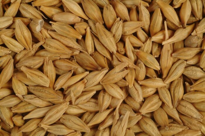 Ukrainian barley rose in price to $400/ton