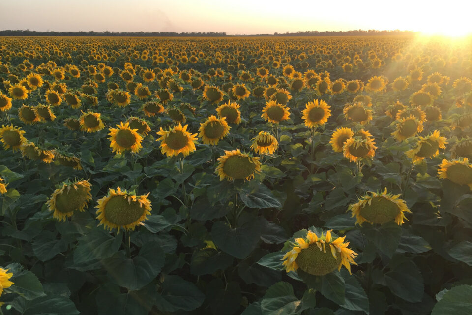 Farmers are asking for an increase in the duty on sunflower export