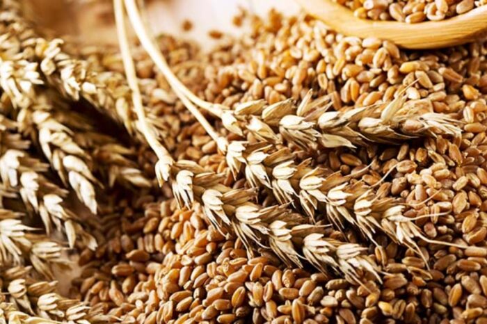 Turkey probably bought half a million tons of russian wheat