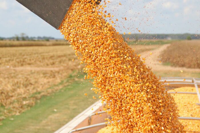 Export of Ukrainian corn may decrease by 15%