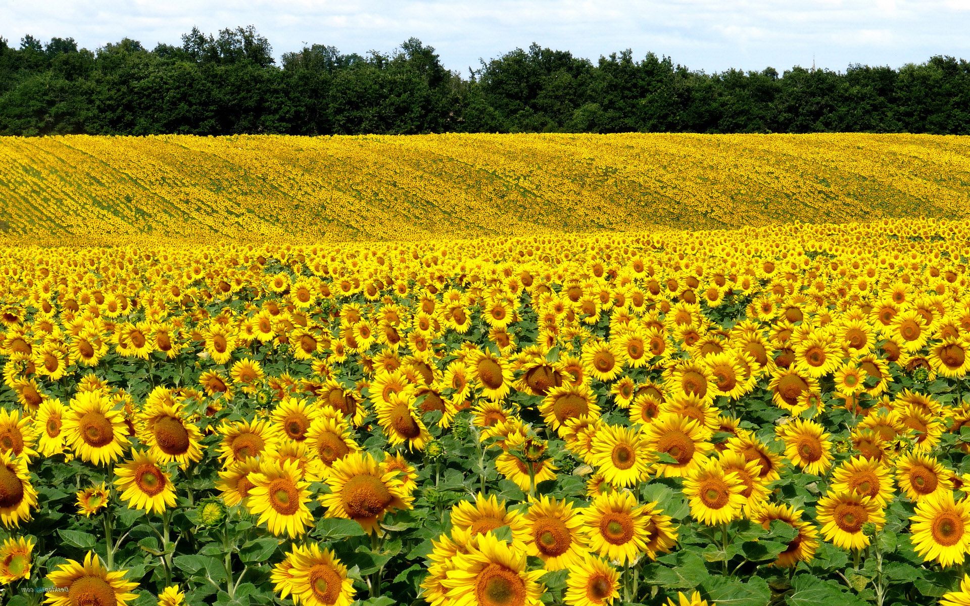 Ukraine remained the largest exporter of sunflower oil in the world ...