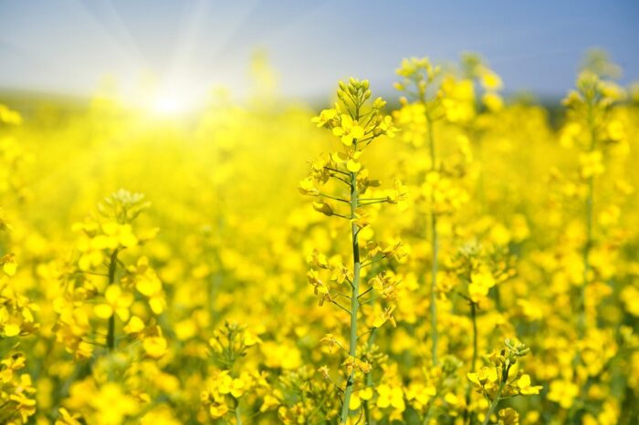 Ukraine has exported a record amount of rapeseed since 2009